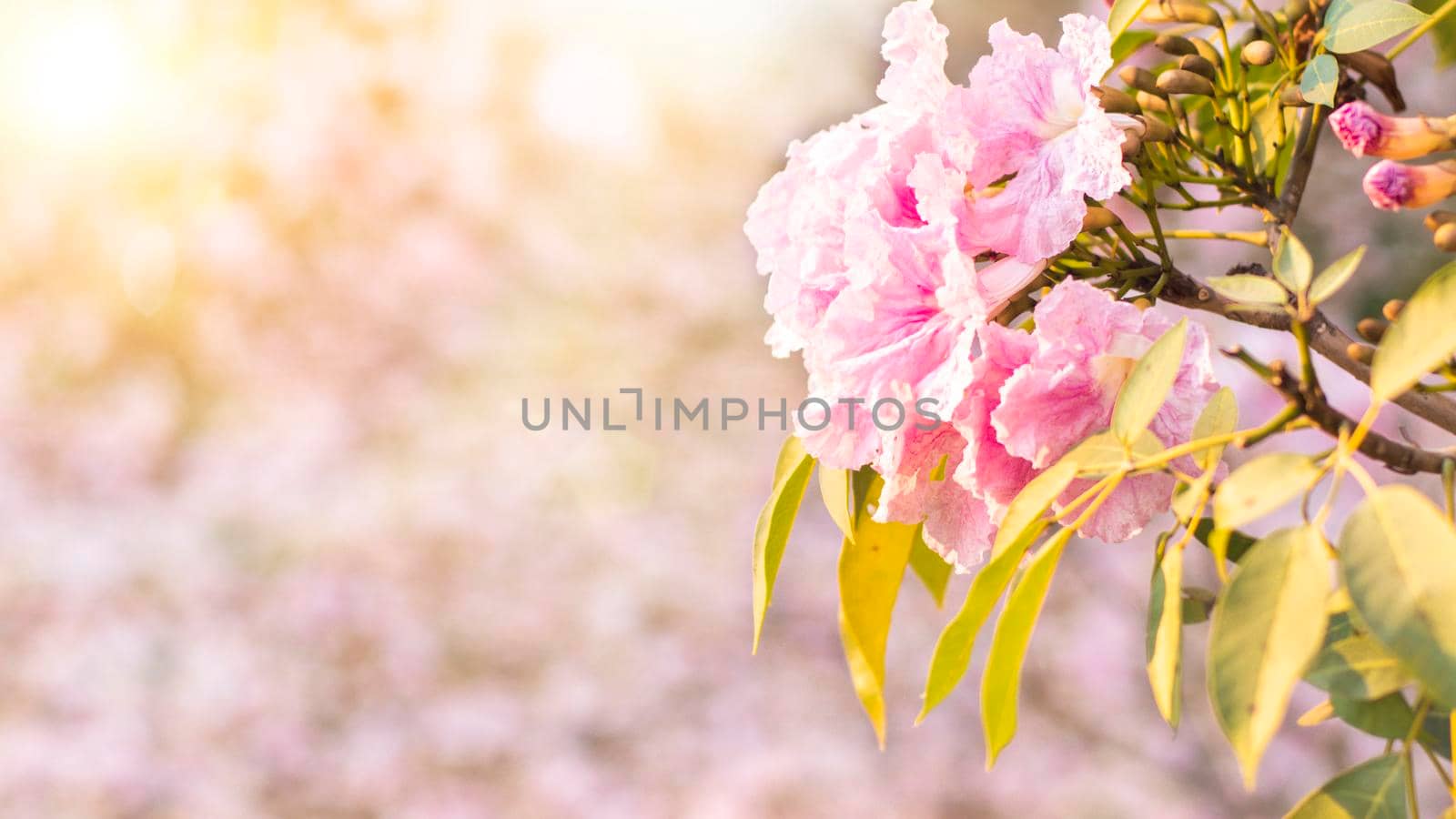 Selective focus soft light Beautiful Pink Trumpet flower or Tabebuia heterophylla