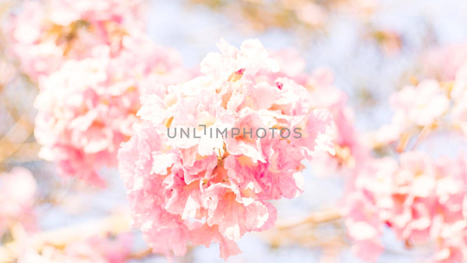 selective focus of pink flowers in bloom. Best spring Background