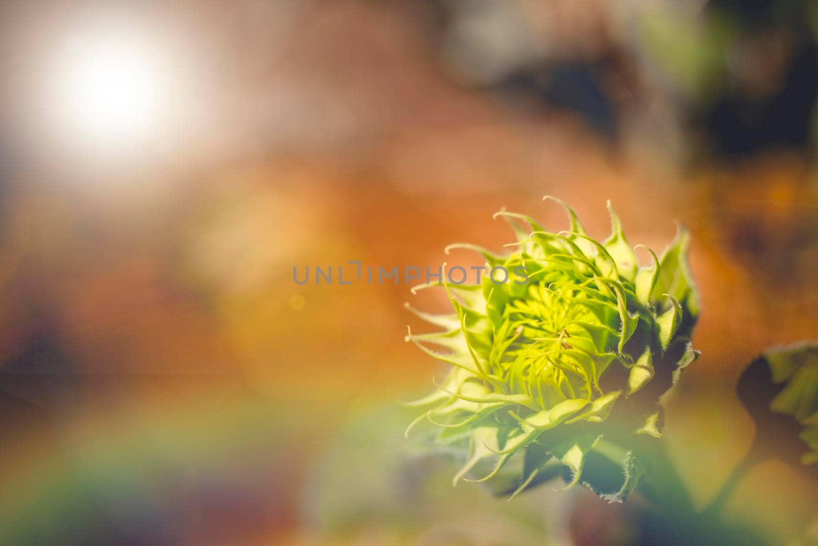 Soft focus of vibrant sunflower bud soft light bright in morning