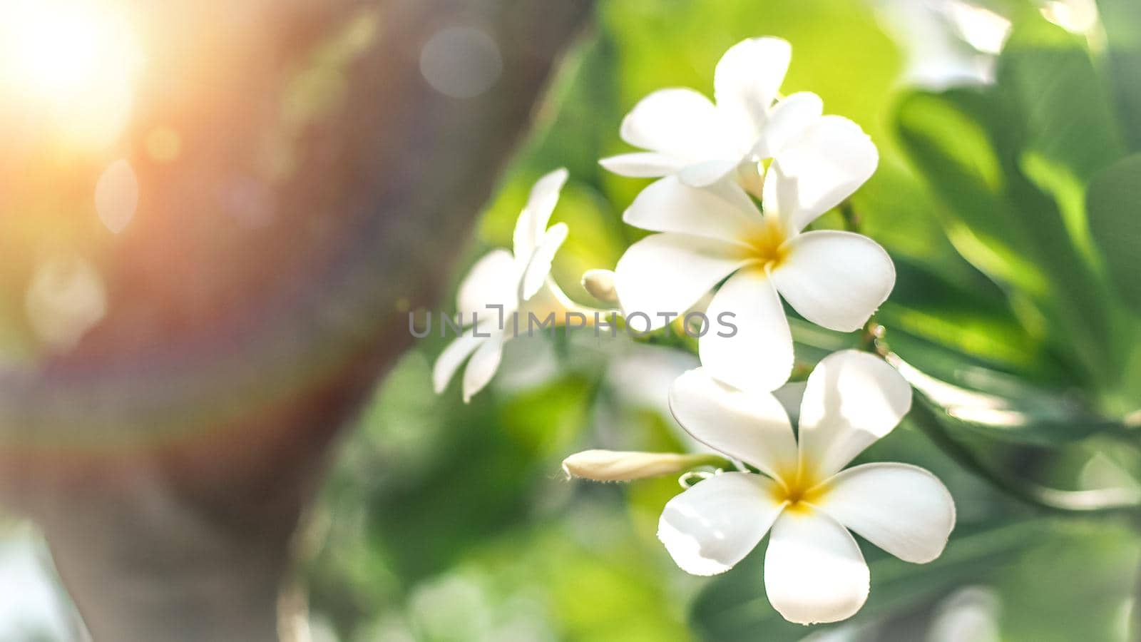 Soft focus Tropical flowers frangipani (Plumeria) . Beautiful white Plumeria rubra flower in summer sunlight