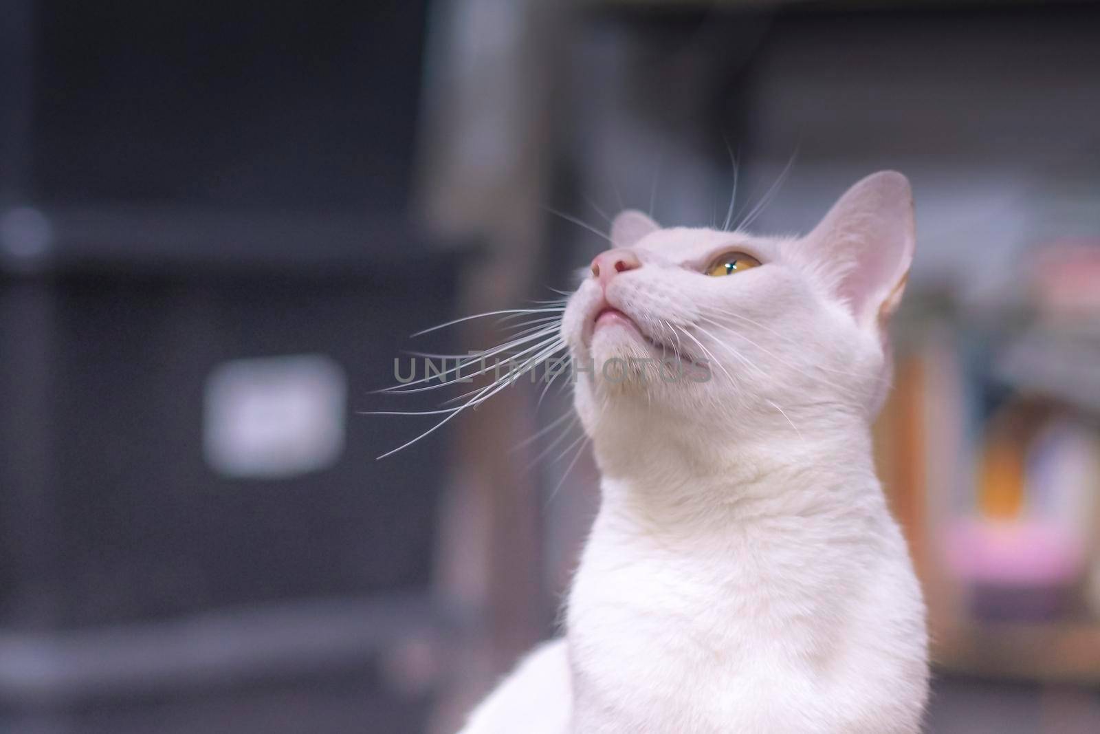 Soft focus of adorable White cat looking up for curious characteristic good friend cute pet.