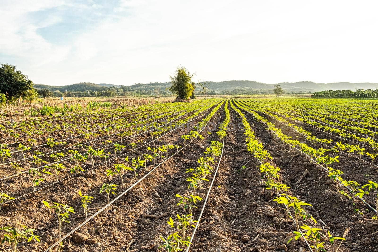 Lettuce agriculture farm nature landscape with mountain on background
