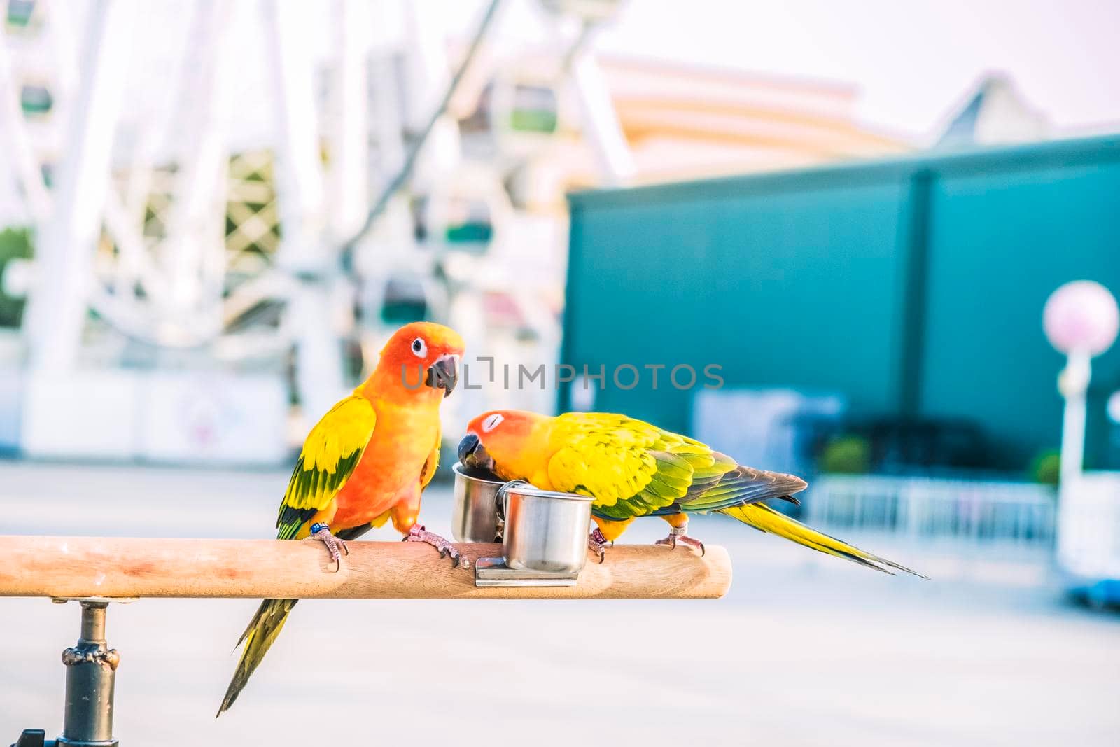 Sun conure parrot birds on wooden bar with blurred giant wheel on background