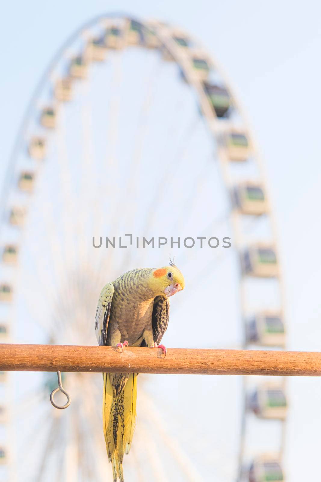 Selective focus Cockatiel  Nymphicus hollandicus beautiful adorable bird on wooden stand.