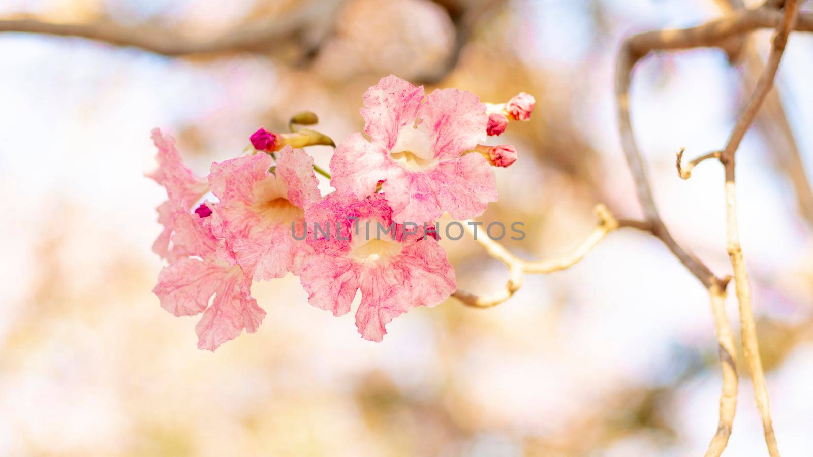 selective focus of pink flowers in bloom. Best spring Background by Petrichor