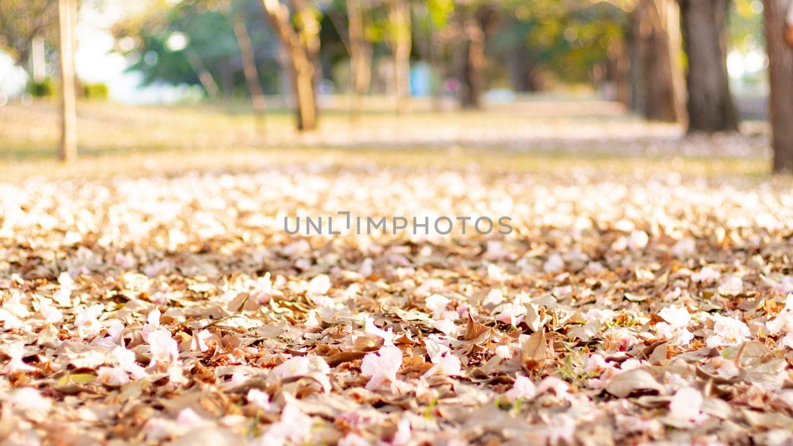 selective focus of pink flowers in bloom falling on ground. Best spring Background by Petrichor