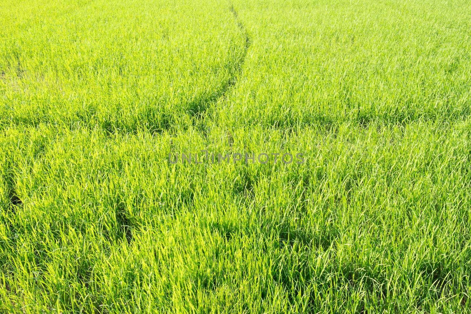 Fresh green rice agriculture field background farm landscape. Abstract season time of year.