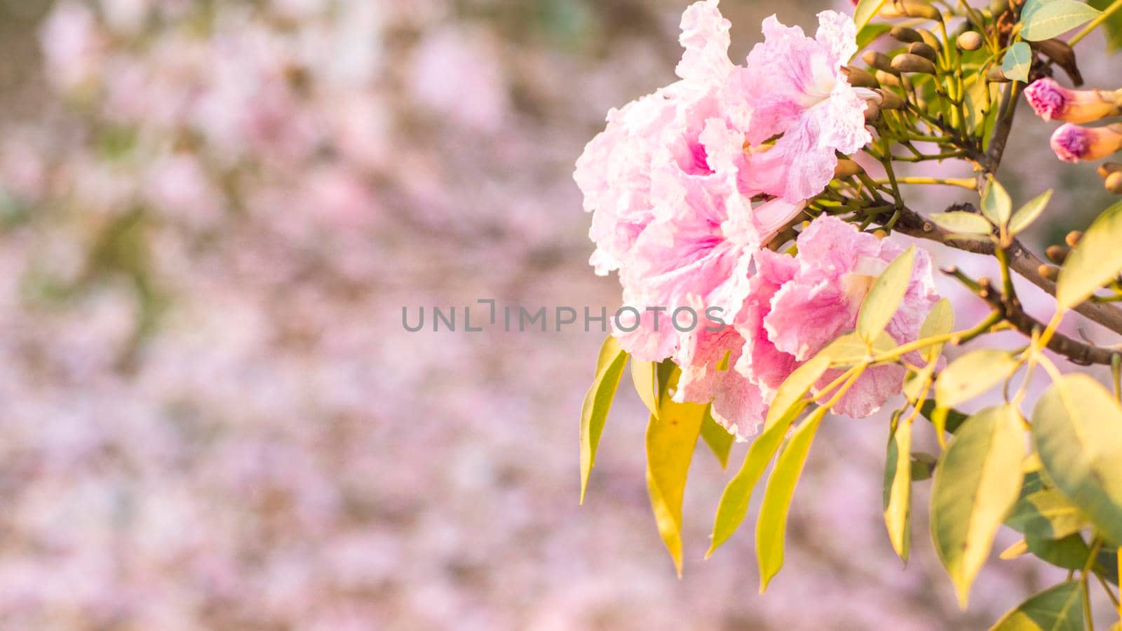 Selective focus soft light Beautiful Pink Trumpet flower or Tabebuia heterophylla