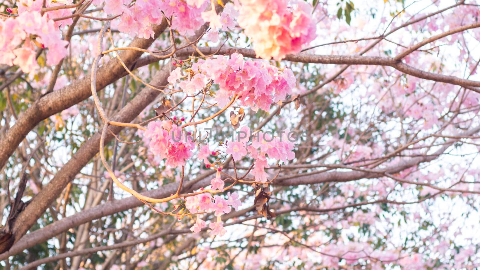 Selective focus soft light Beautiful Pink Trumpet flower or Tabebuia heterophylla