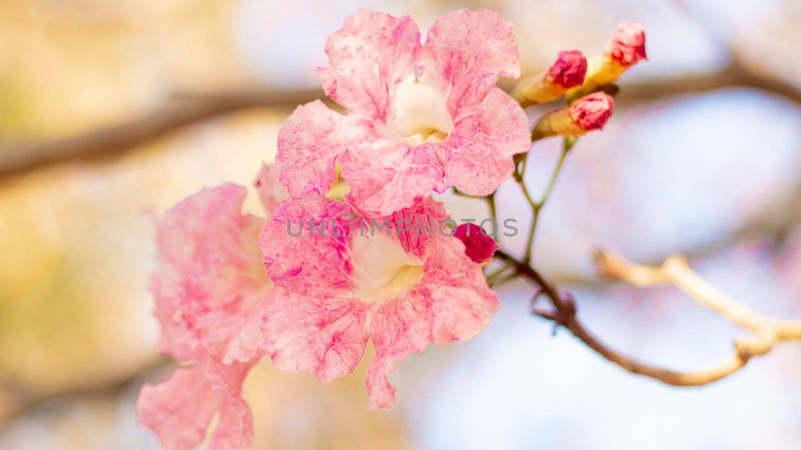 selective focus of pink flowers in bloom. Best spring Background by Petrichor