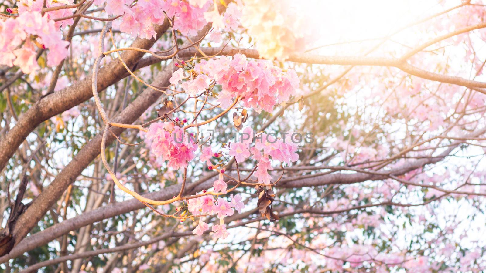 Selective focus soft light Beautiful Pink Trumpet flower or Tabebuia heterophylla