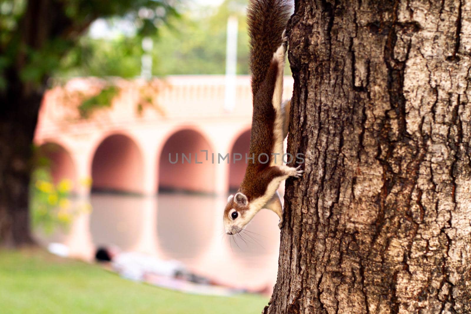 A Beautiful Squirrel on tree in Morning Sunlight at Chatuchak Park