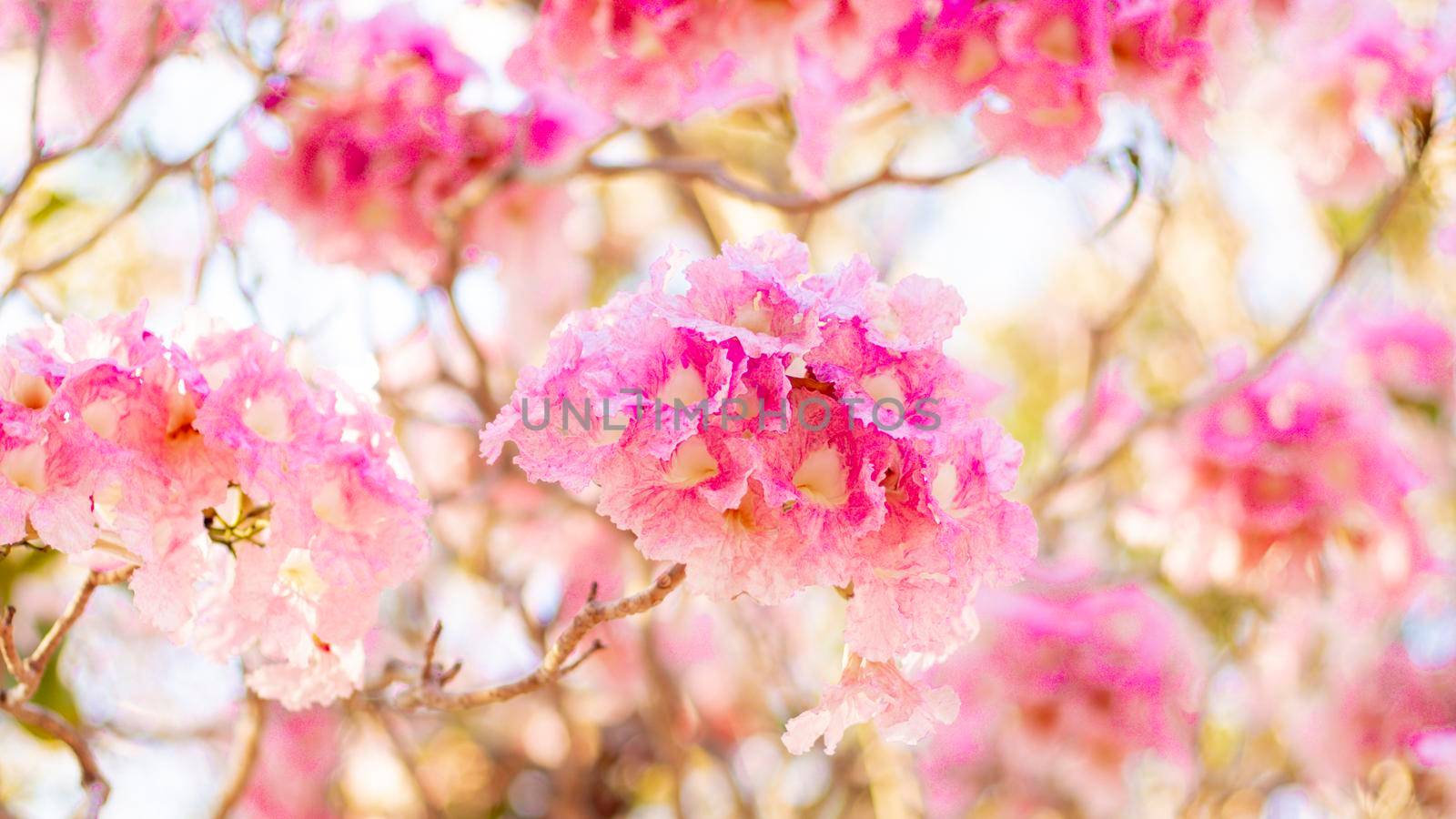 selective focus of pink flowers in bloom. Best spring Background