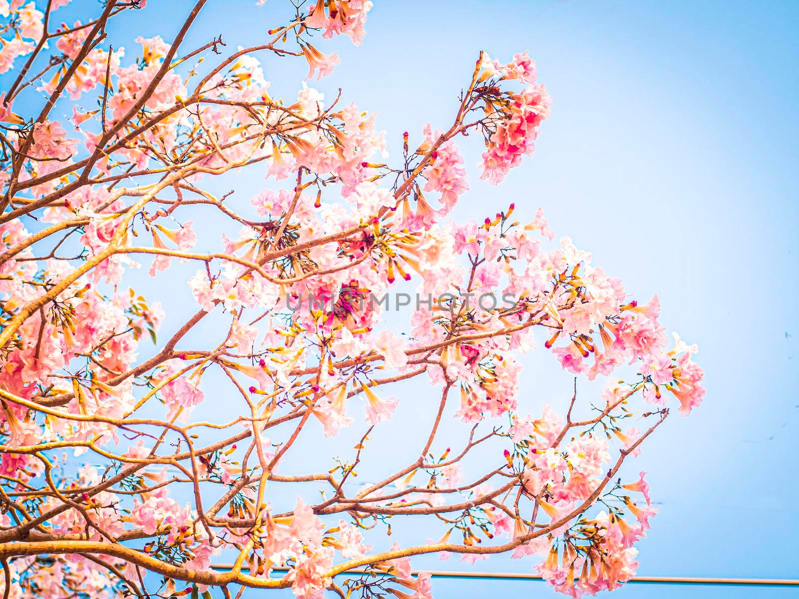 selective focus of pink flowers in bloom. Best spring Background blue sky