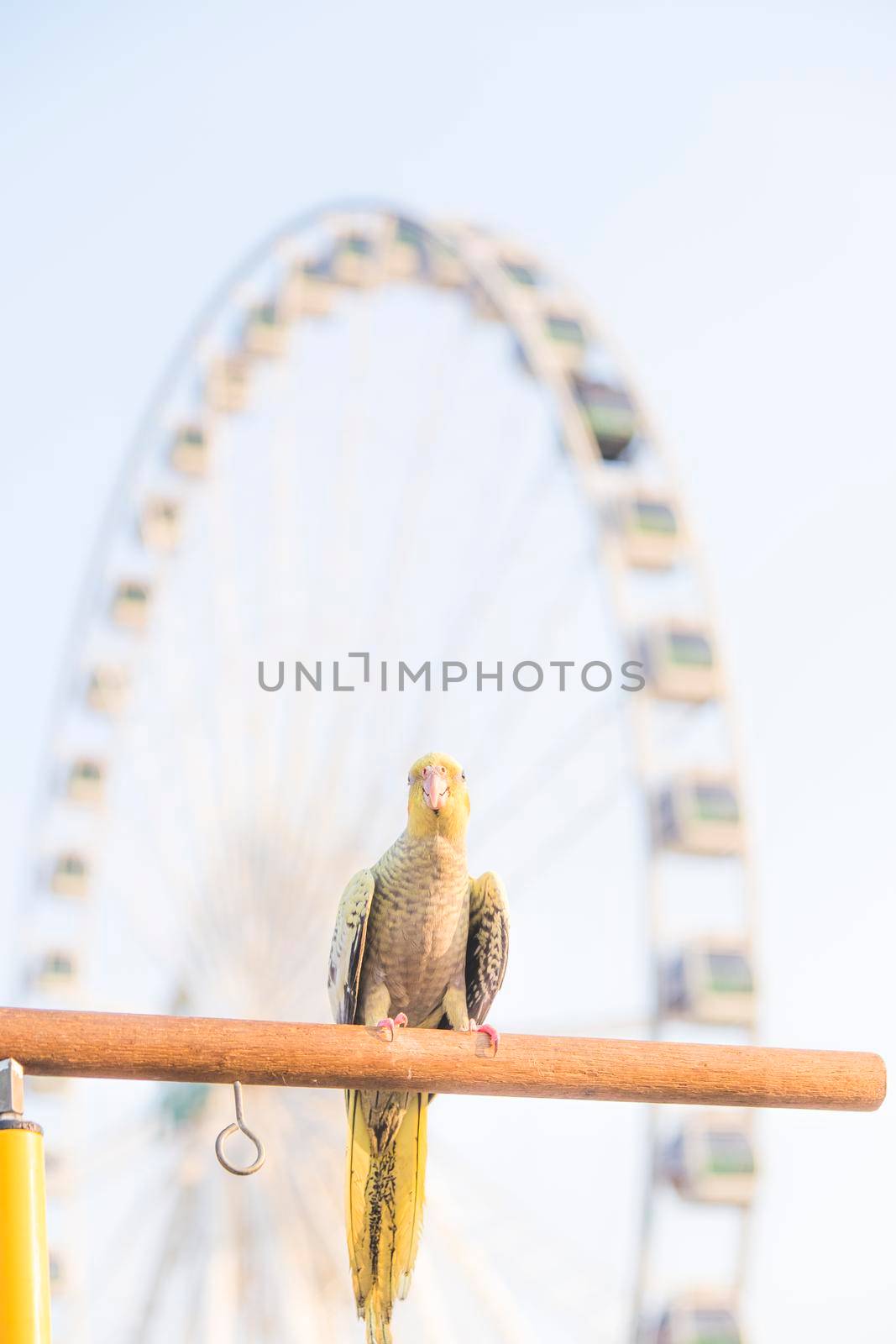 Selective focus Cockatiel  Nymphicus hollandicus beautiful adorable bird on wooden stand.