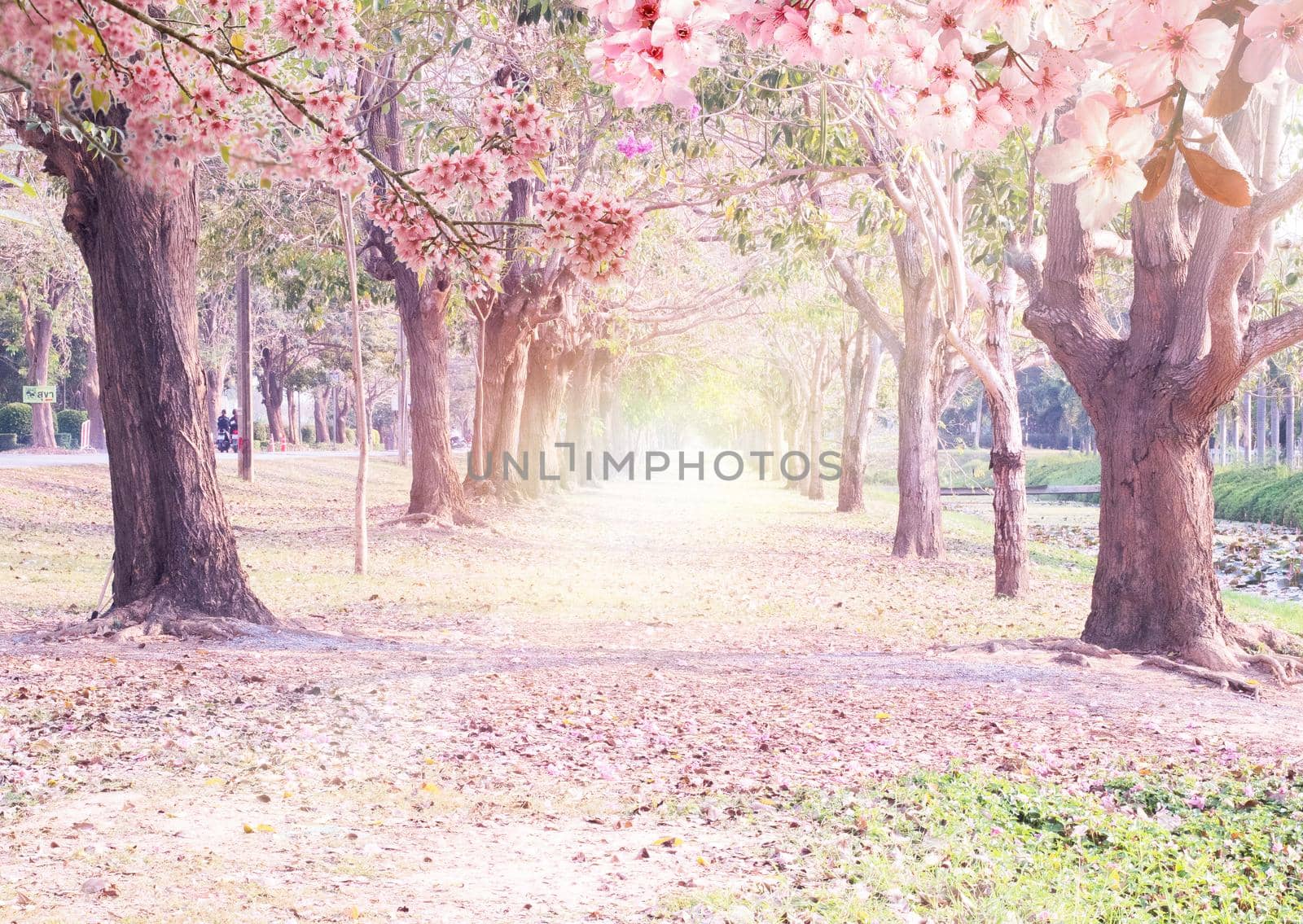 Tunnel Pink Flowers Tabebuia Rosea Blossom .Tabebuia rosea" trees in blossom in Nakhon Pathom Thailand