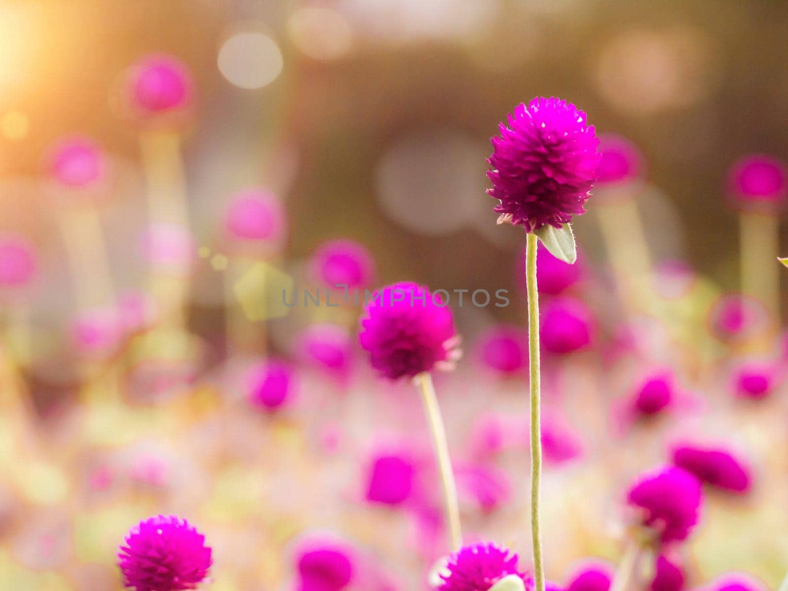 Vintage background little flowers, nature beautiful, toning design spring nature, sun plants .Purple color. Field of summer