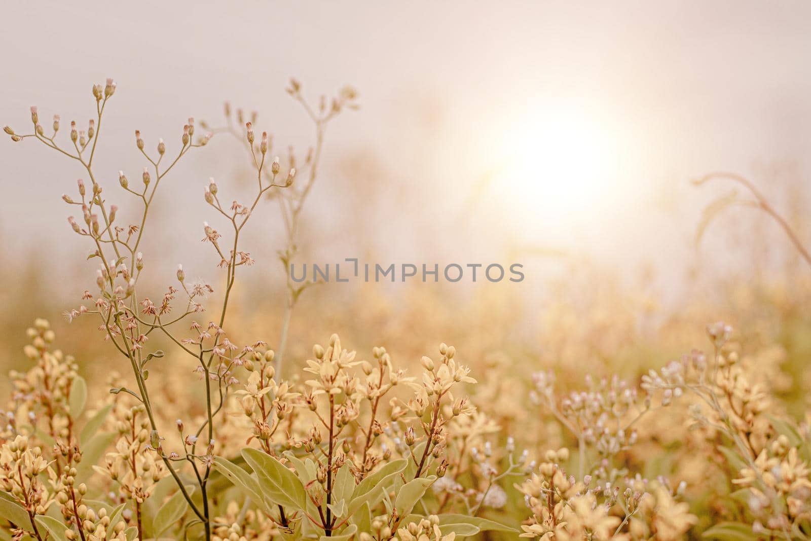 wild Grass flower ,close up soft focus a little wild flowers grass in sunrise and sunset background warm vintage tone.