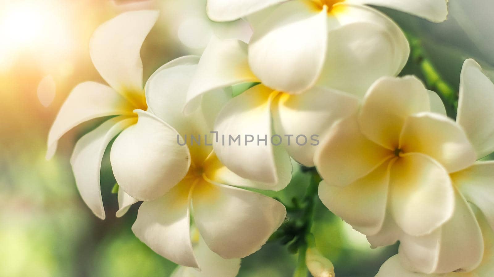 Soft focus Tropical flowers frangipani (Plumeria) . Beautiful white Plumeria rubra flower in summer sunlight