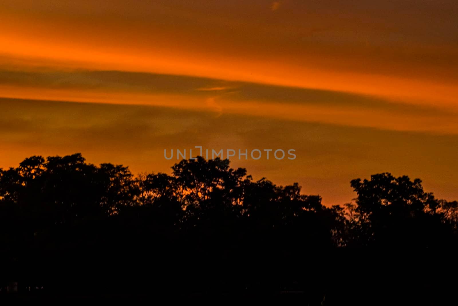 Dramatic silhouette trees with Twilight landscape colorful sky on background