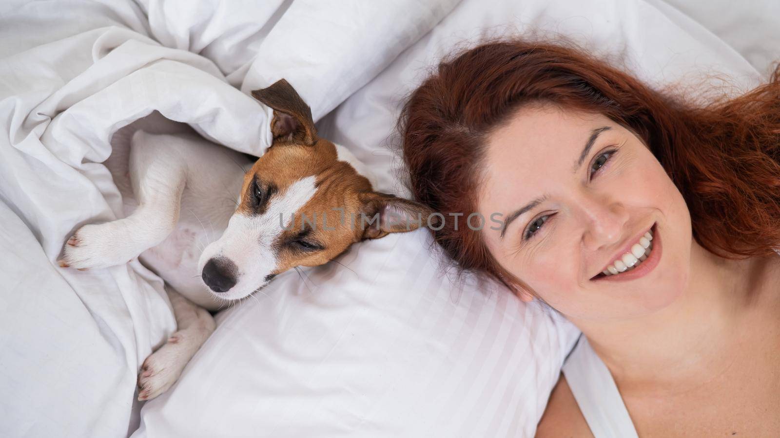 Jack Russell Terrier dog lies with the owner in bed