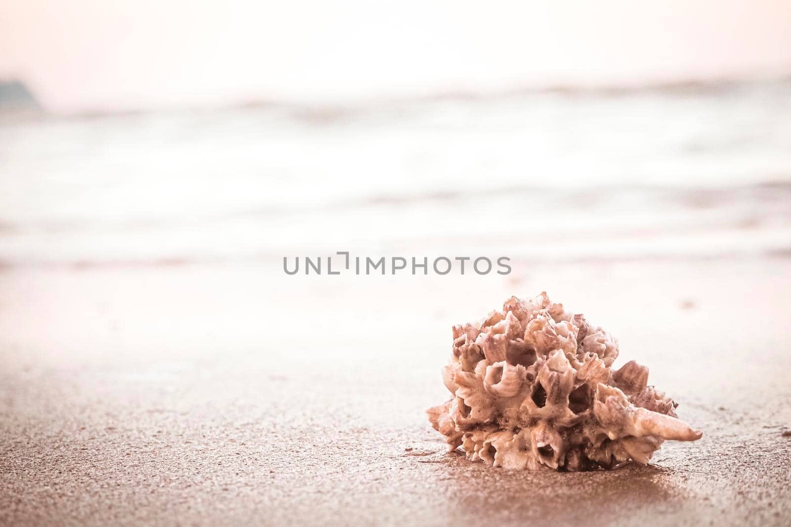 hermit crab Shell On Golden Beach abstract vacation travel adventure time.