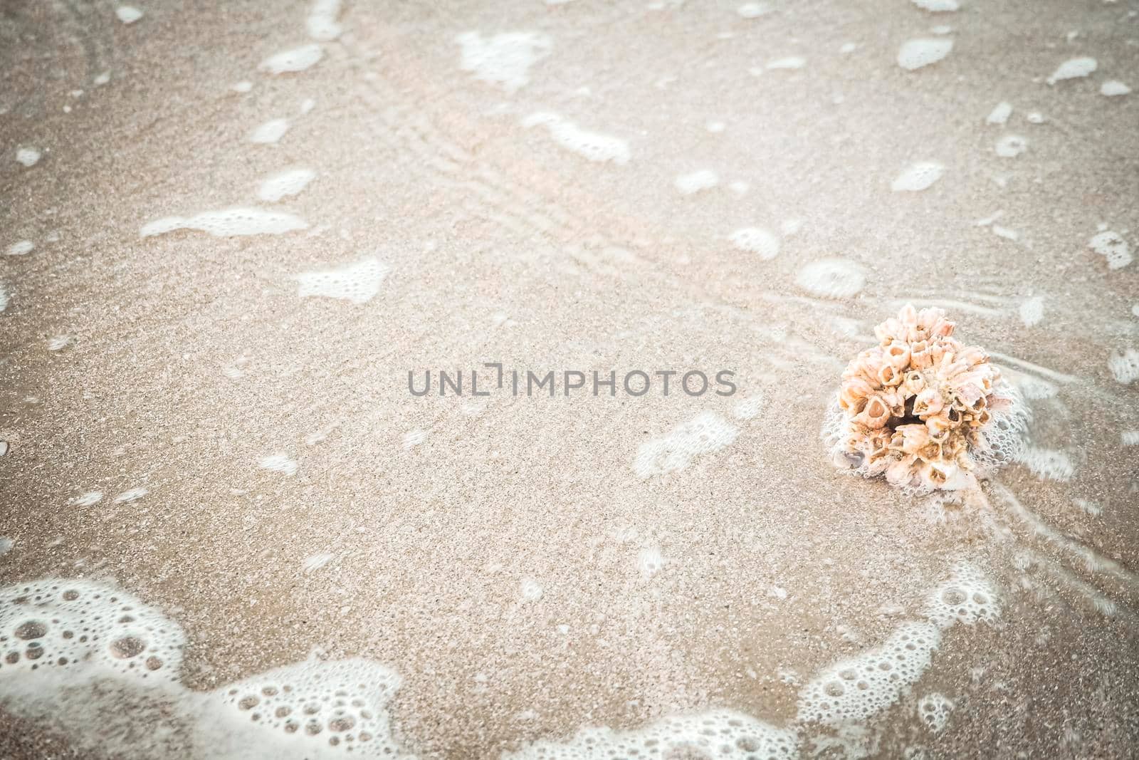 hermit crab Shell On Golden Beach abstract vacation travel adventure time. by Petrichor