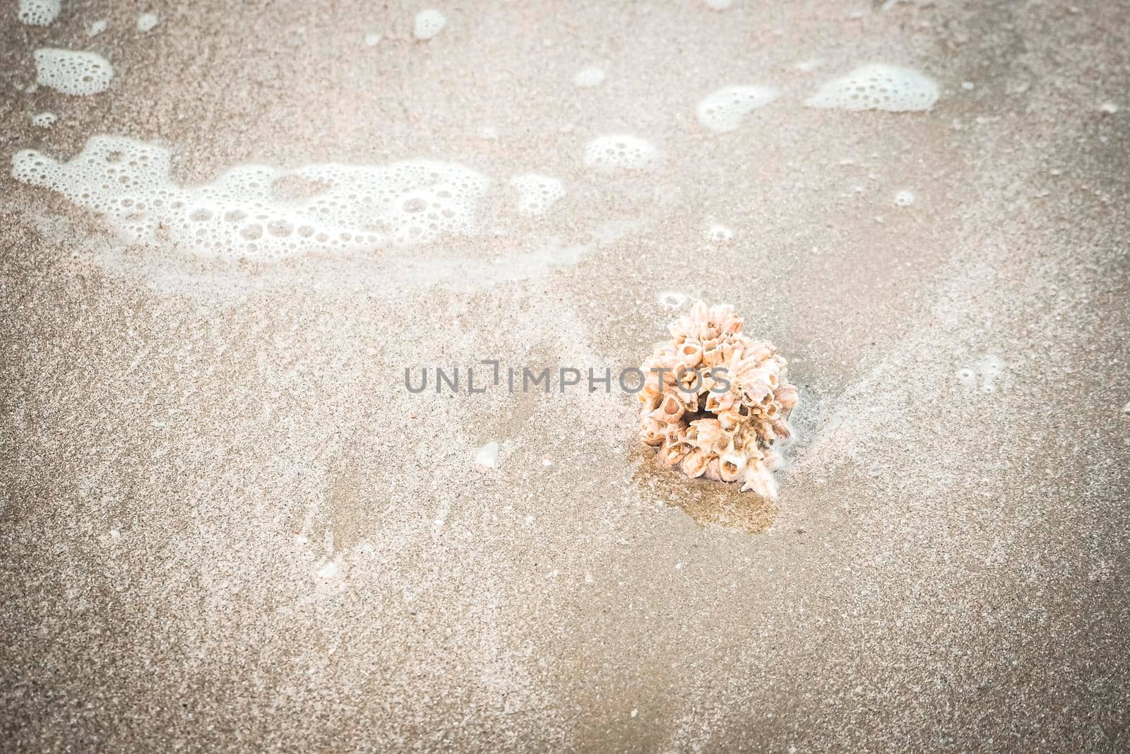 hermit crab Shell On Golden Beach abstract vacation travel adventure time. by Petrichor