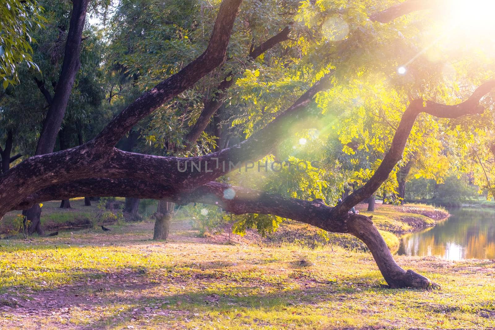 forest in morning. Sun rays shine through branches of trees. tree in morning light at forest. Sunlight rays shine through branches of trees. Morning mood