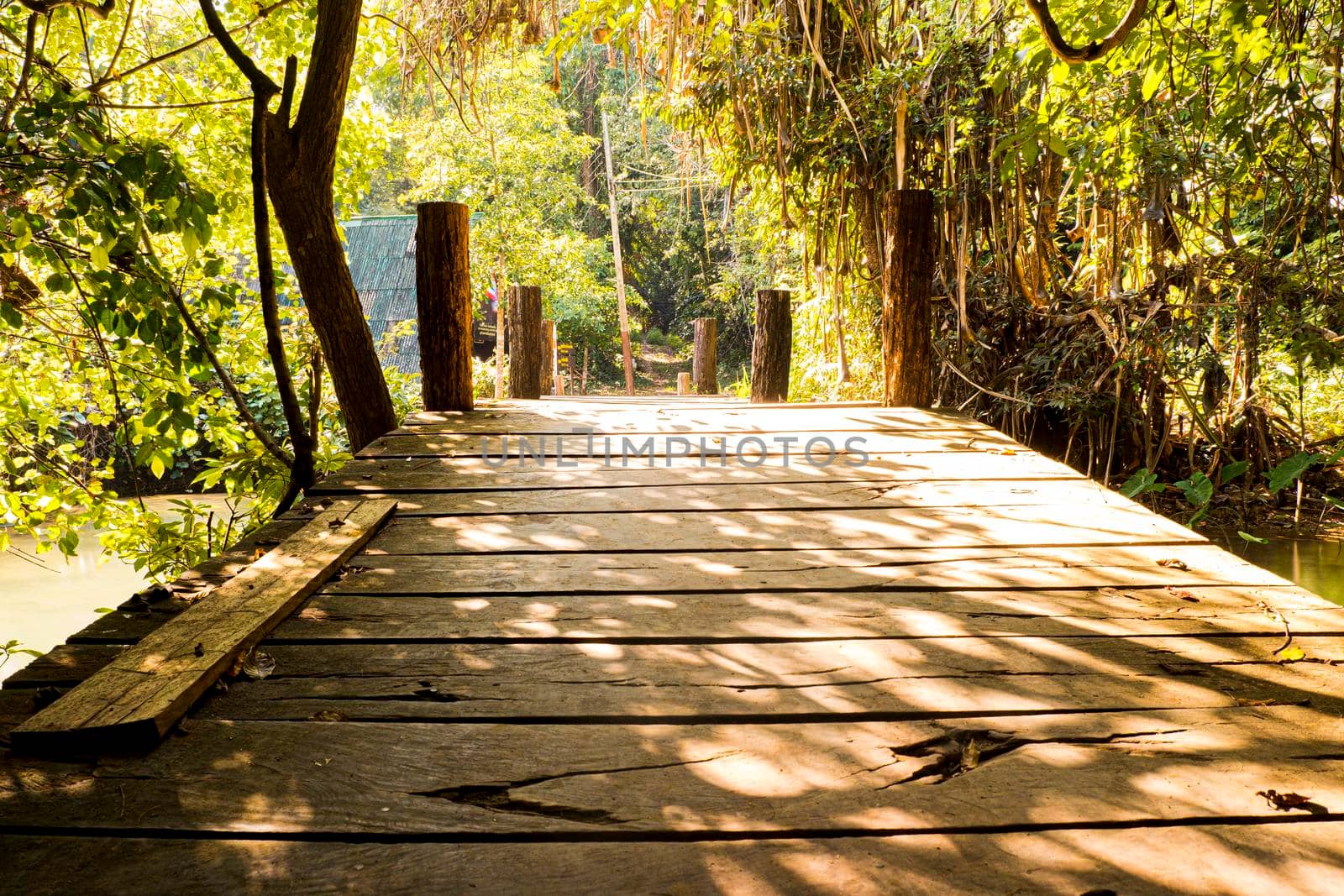 Morning Sunlight through trees Wooden bridge in tropical rain forest by Petrichor