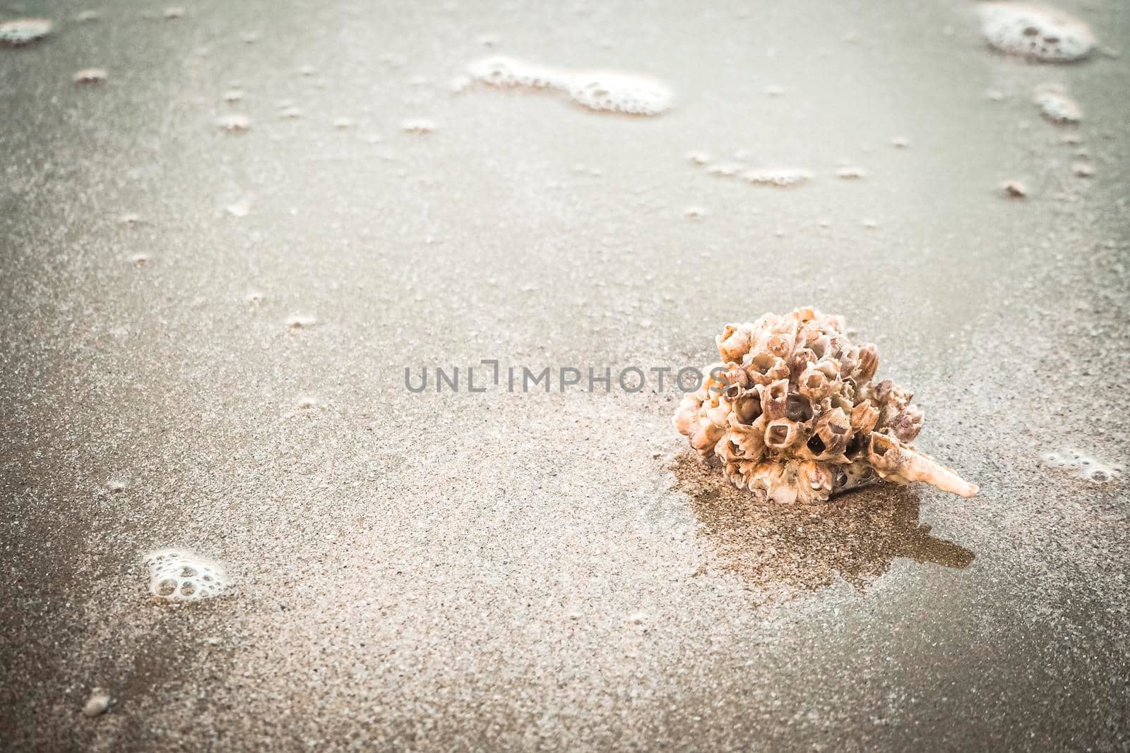 hermit crab Shell On Golden Beach abstract vacation travel adventure time. by Petrichor