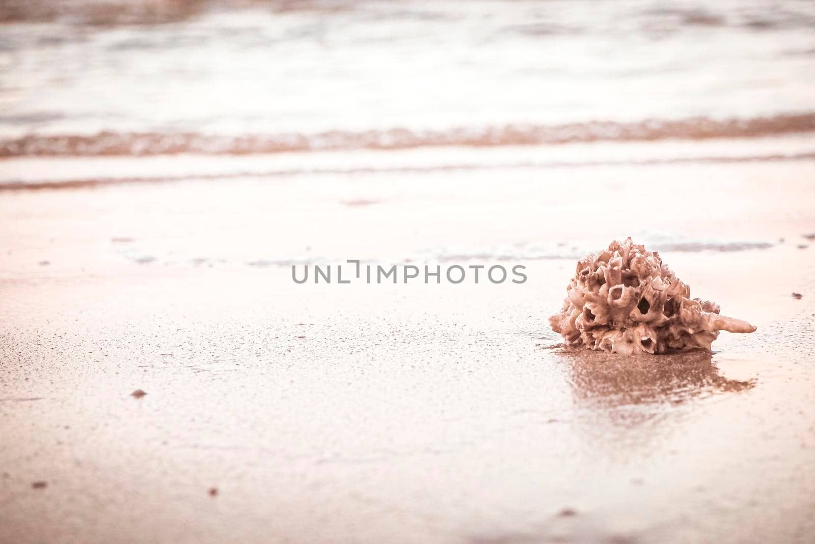 hermit crab Shell On Golden Beach abstract vacation travel adventure time. by Petrichor