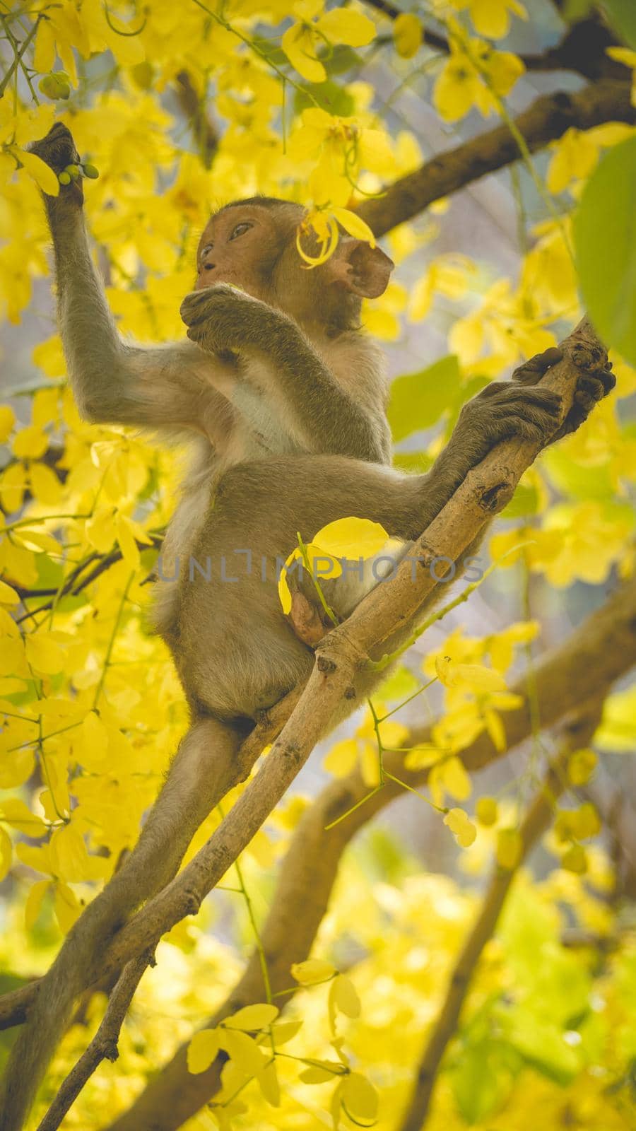 Portrait baby macaque on a Cassia fistula tree branch in  Thailand, South east asia. Yellow flowers of spring, happiness background concept.