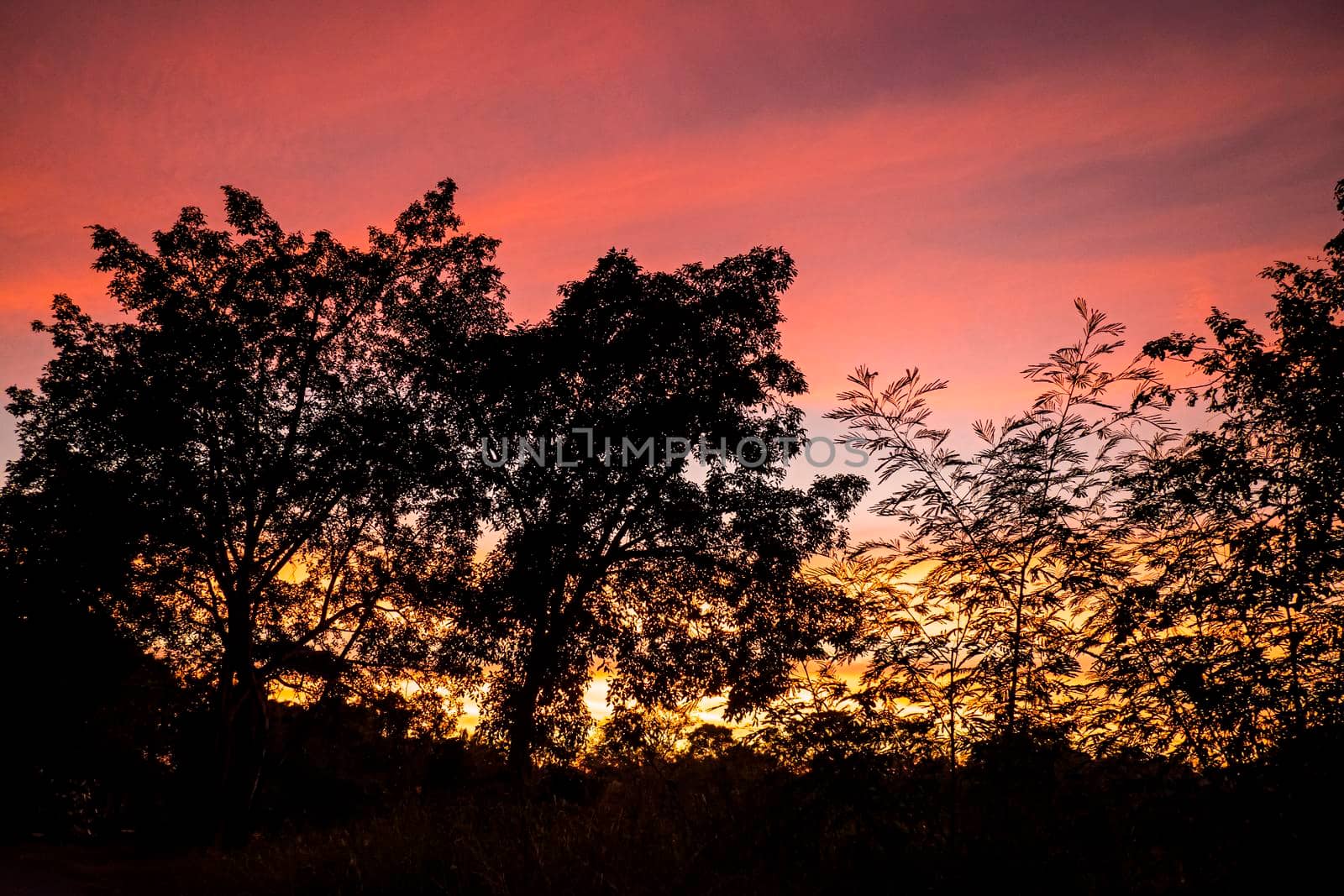 Dramatic silhouette trees with Twilight landscape colorful sky on background