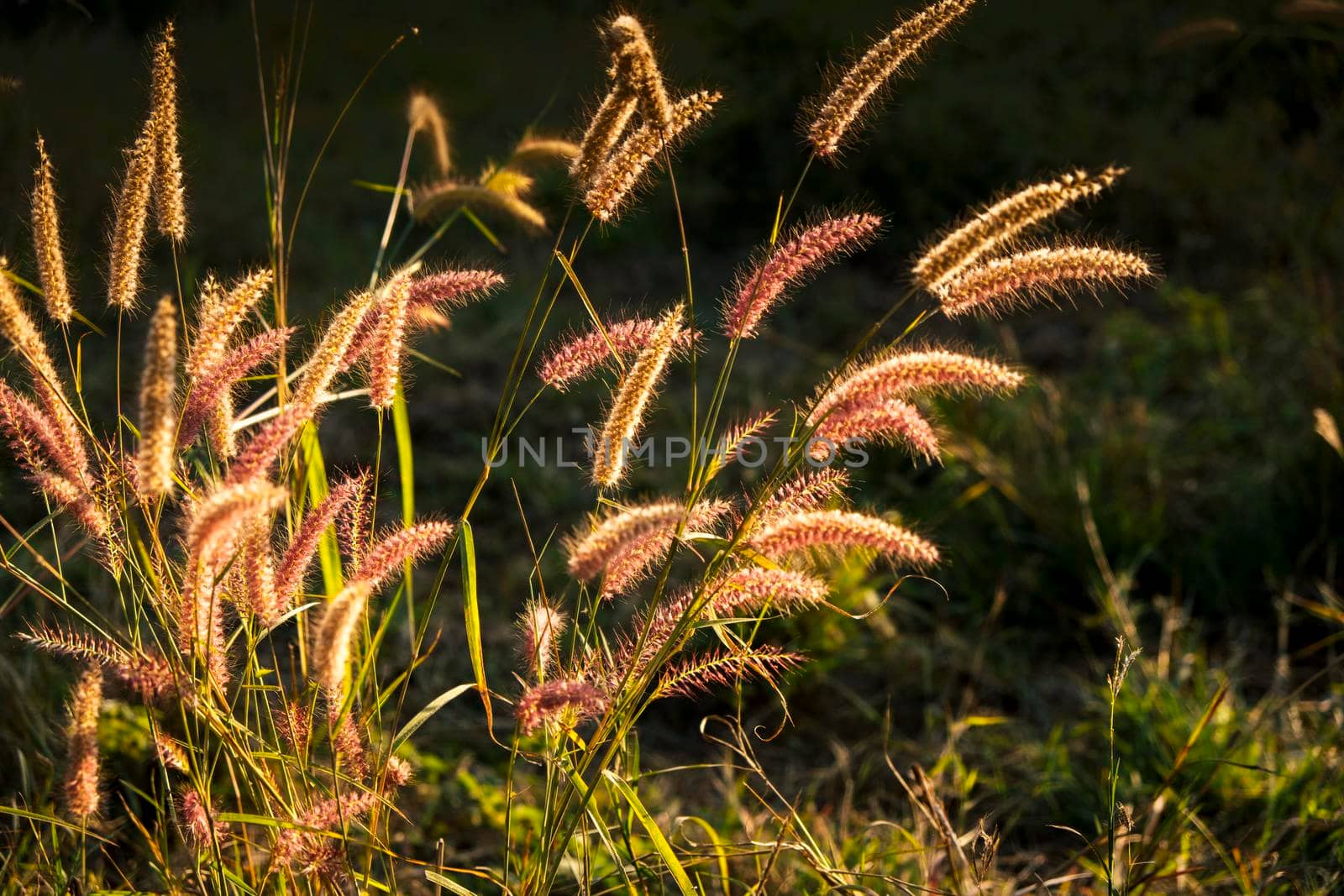 Soft focus wild Grass flower ,close up soft focus a little wild flowers grass in sunrise and sunset background warm vintage tone.