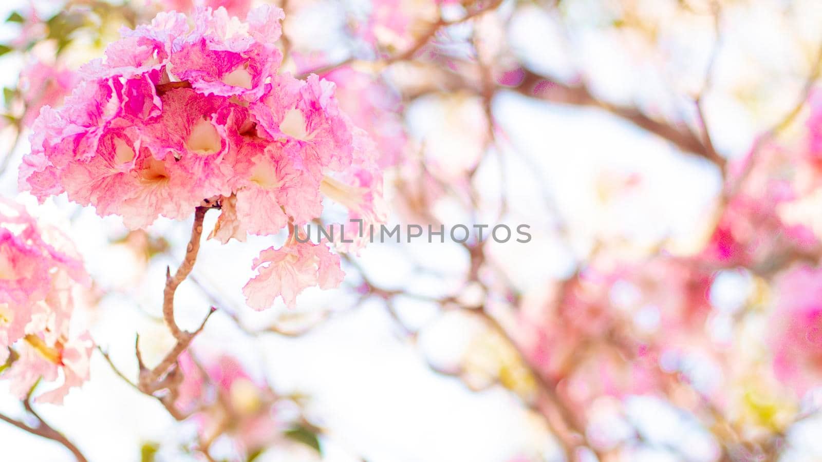 Selective focus soft light Beautiful Pink Trumpet flower or Tabebuia heterophylla