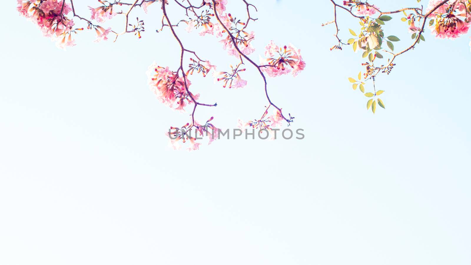 selective focus of pink flowers in bloom. Best spring Background by Petrichor