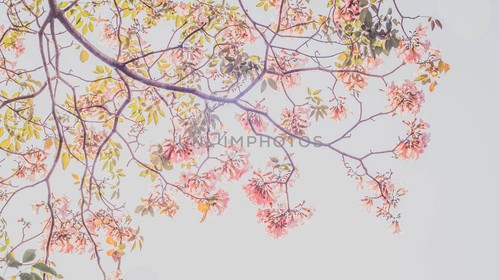 selective focus of pink flowers in bloom. Best spring Background by Petrichor