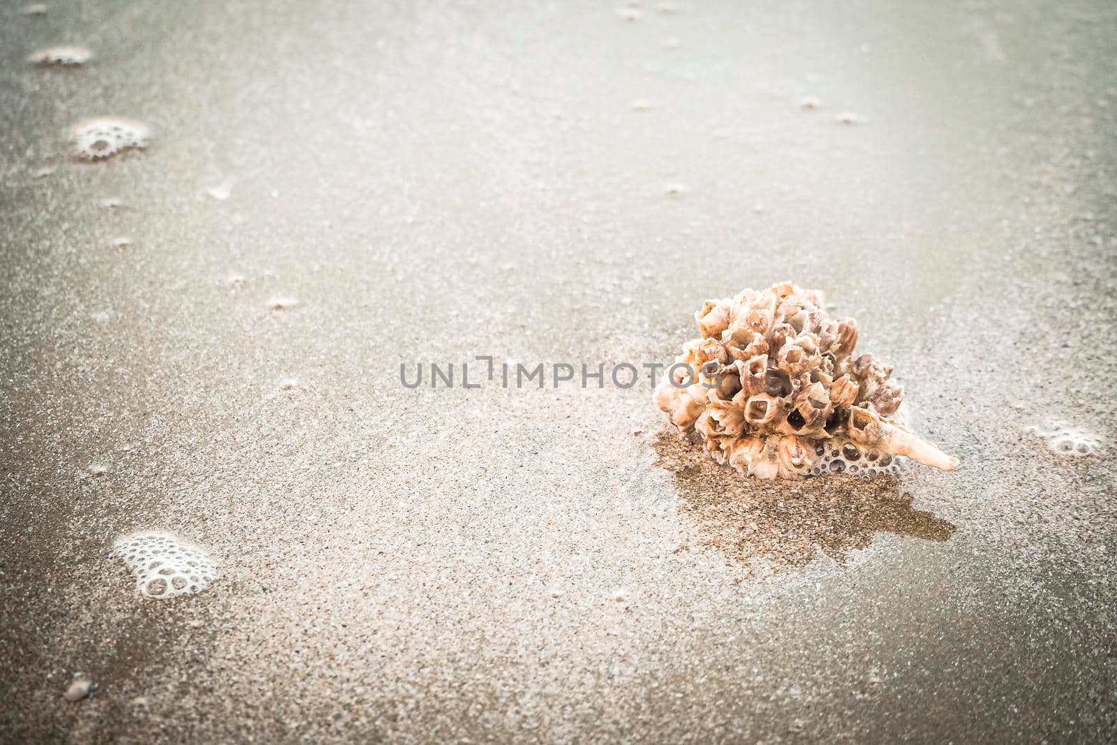 hermit crab Shell On Golden Beach abstract vacation travel adventure time. by Petrichor