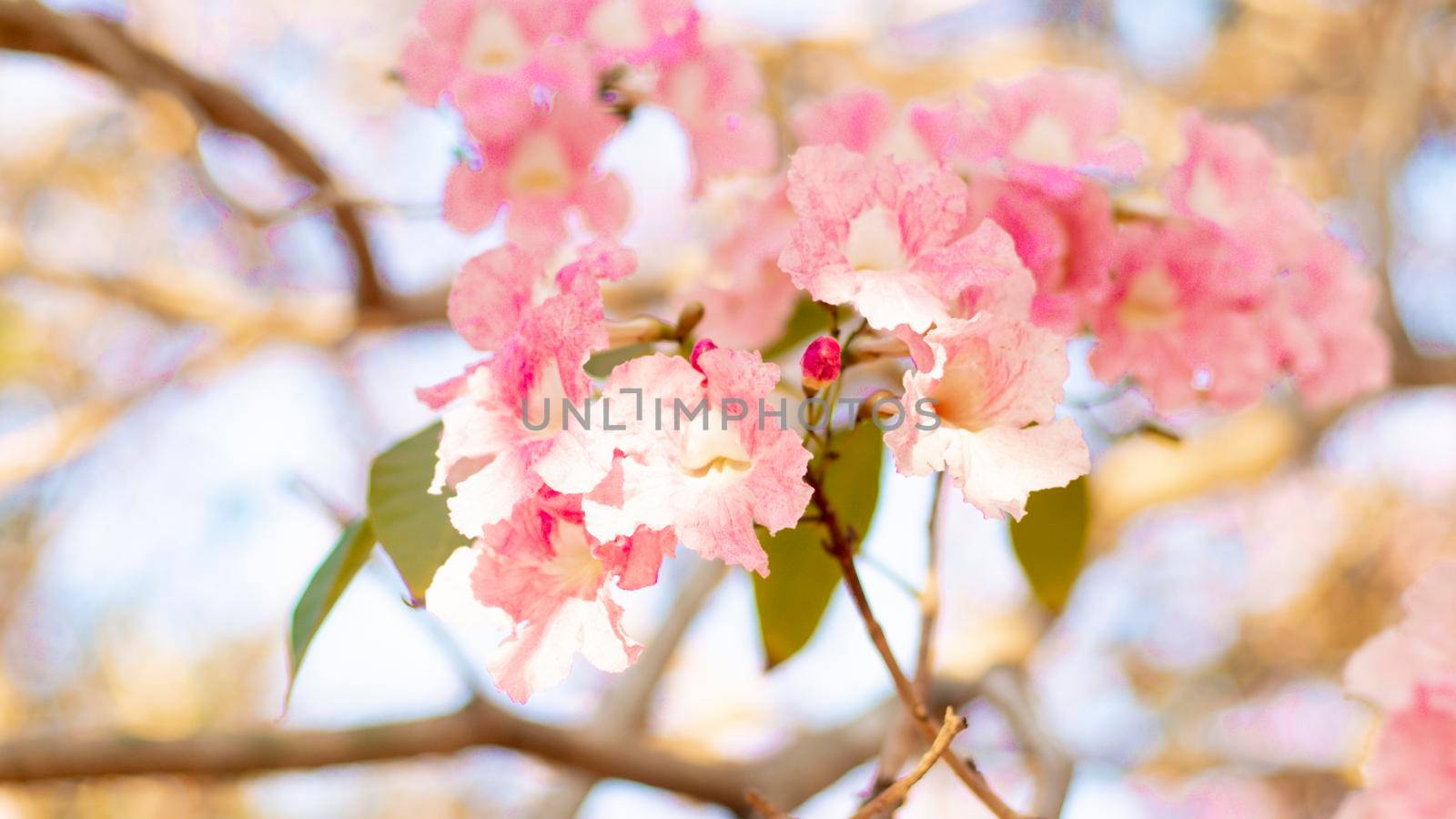 selective focus of pink flowers in bloom. Best spring Background by Petrichor