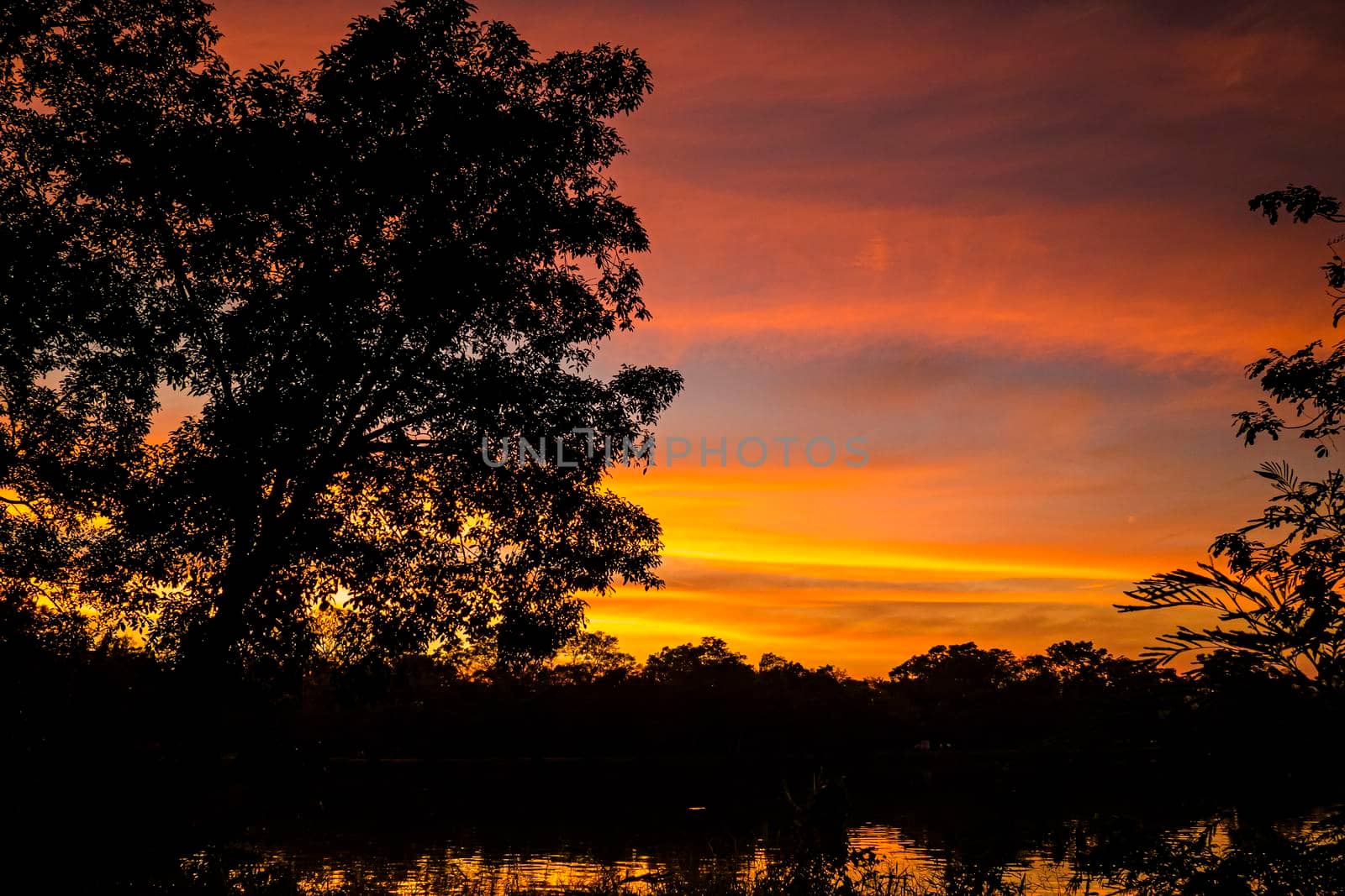 Dramatic silhouette trees with Twilight landscape colorful sky on background