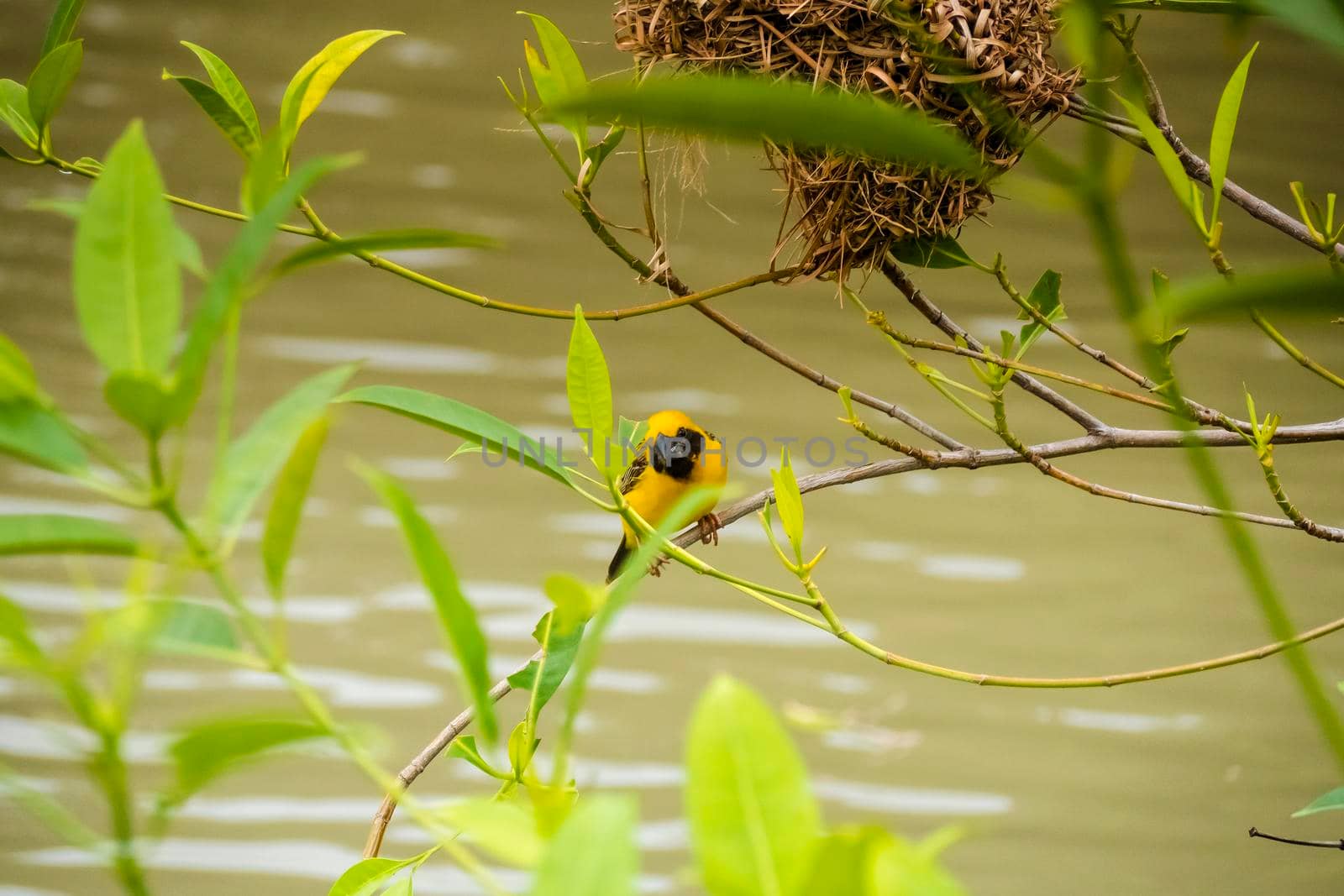 Asian Golden Weaver perching on grass stem in paddy field. Ploceus hypoxanthus bird in tropical forest
