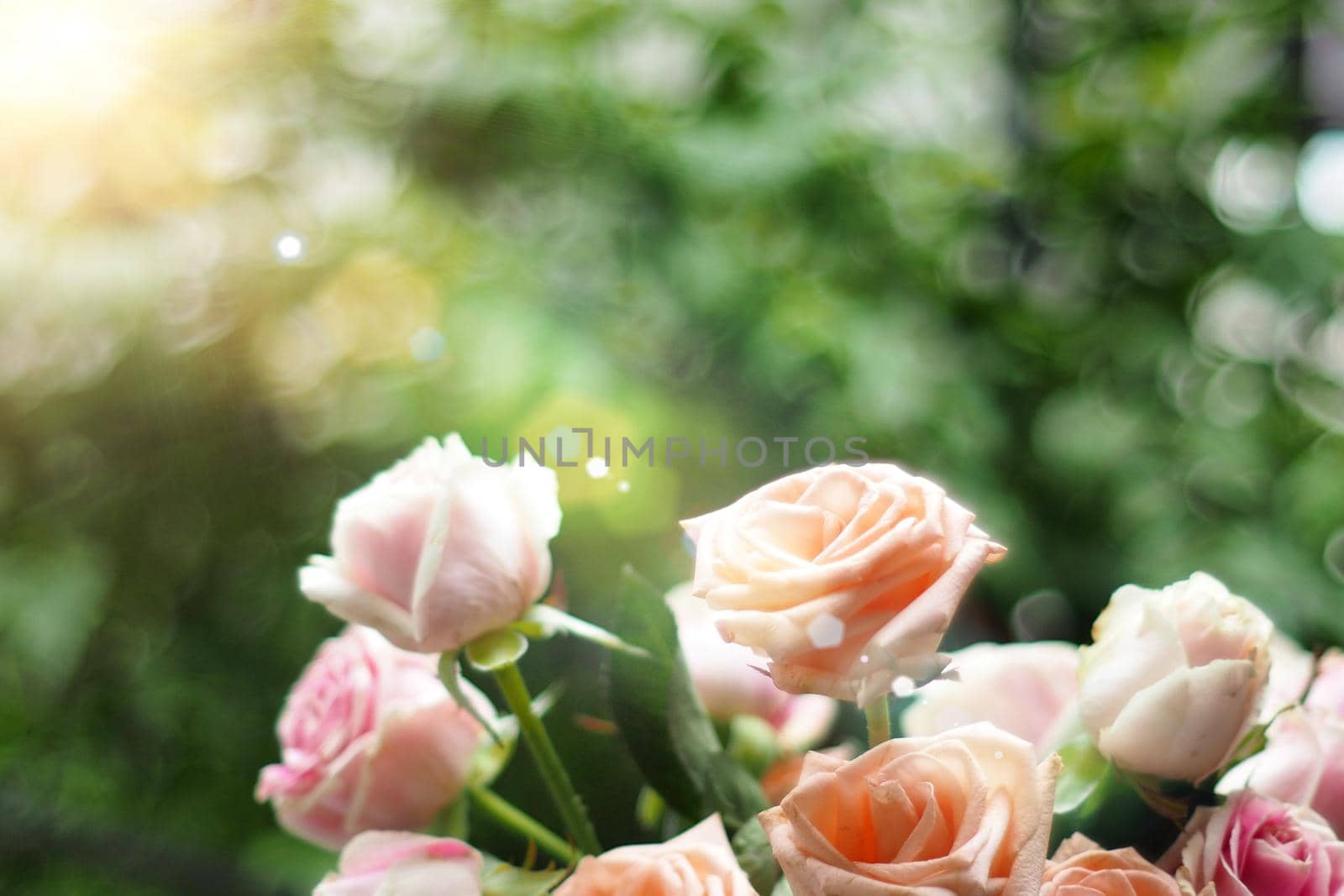 Beautiful soft focus pink pastel roses in the sunlight as a blurred floral