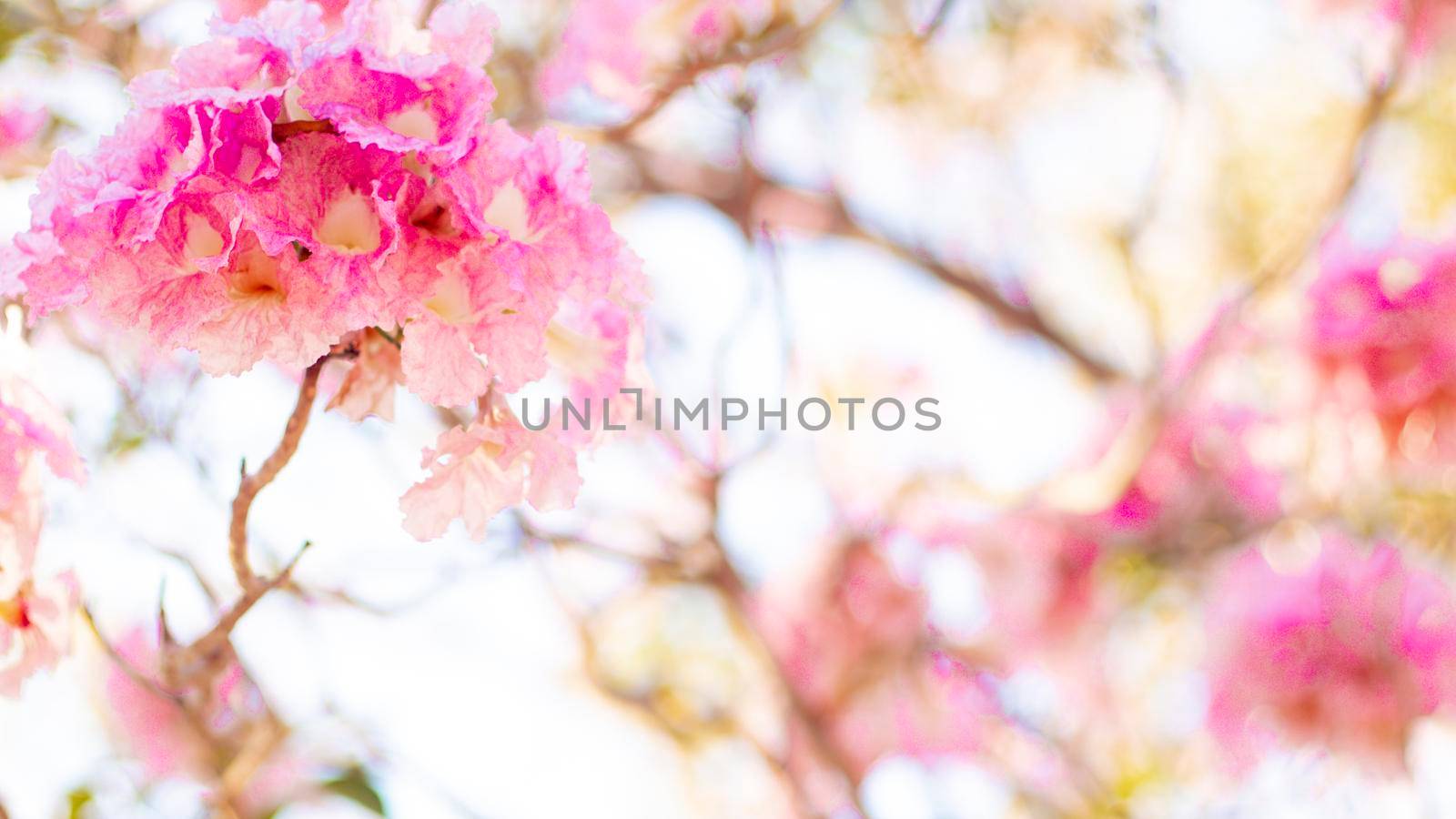 selective focus of pink flowers in bloom. Best spring Background by Petrichor