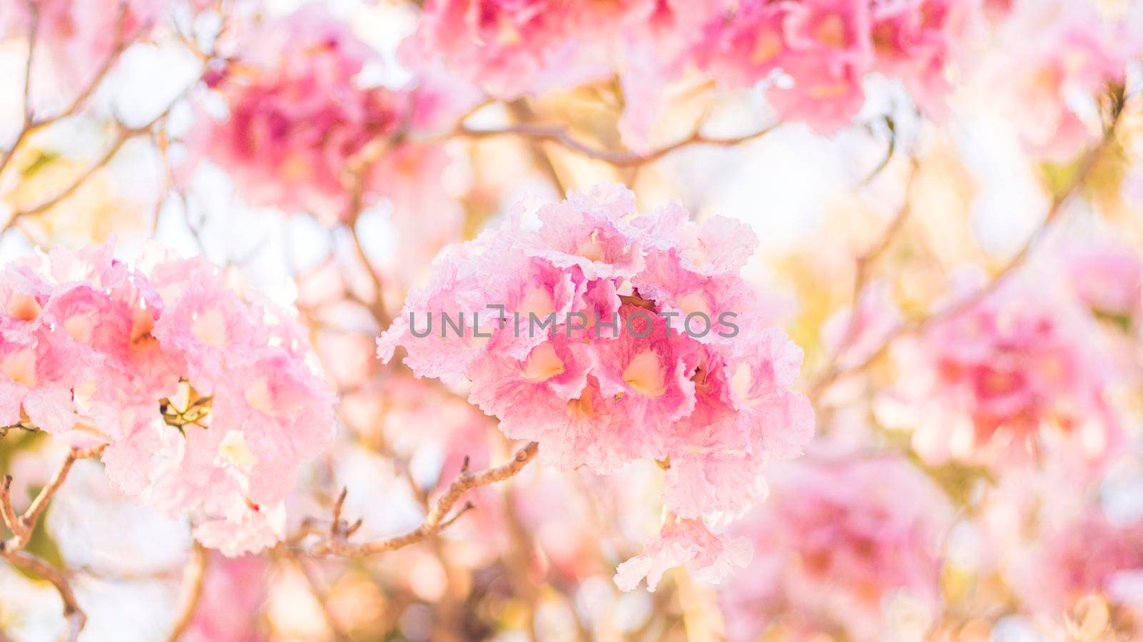 selective focus of pink flowers in bloom. Best spring Background by Petrichor