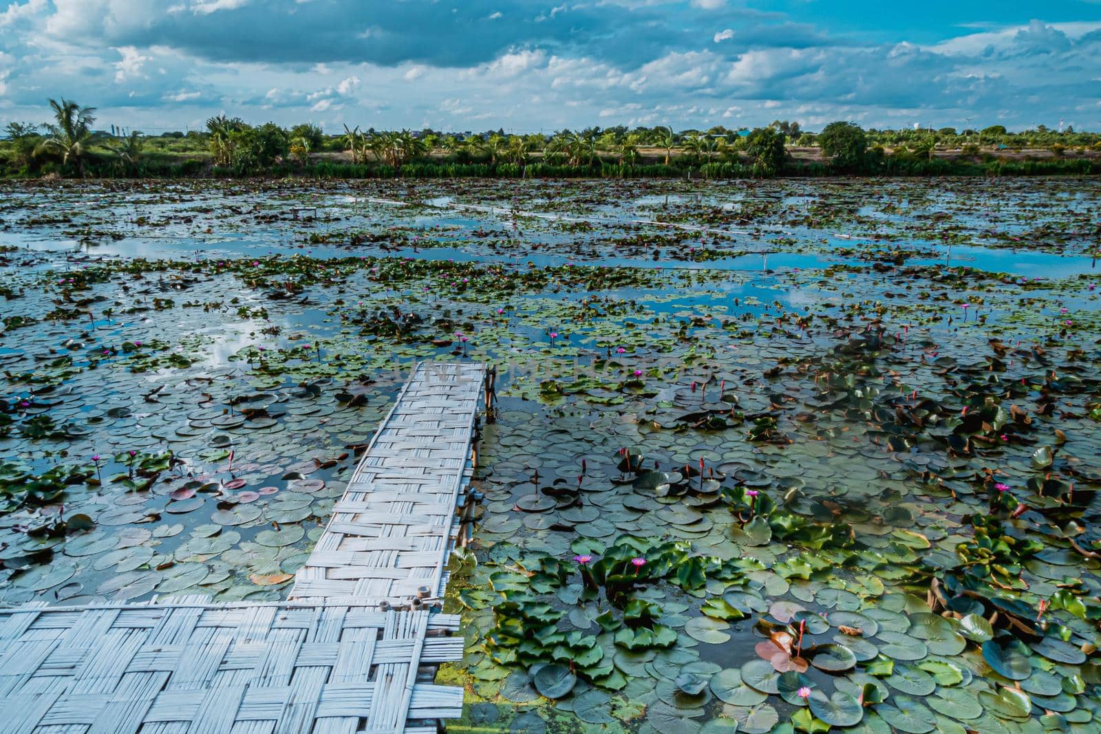 Panorama view Bamboo Bridge over The red Lotus Lake against blue sky in Summer Tung Dok Bua Dang .Nakorn Pratum Thailand