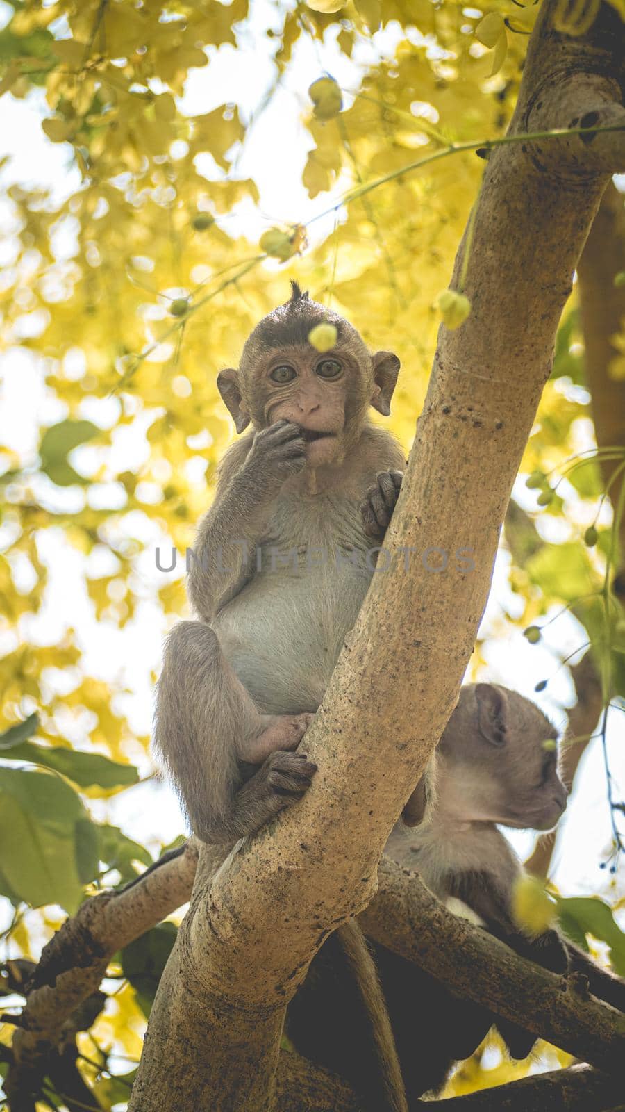 Portrait baby macaque on a Cassia fistula tree branch in  Thailand, South east asia. Yellow flowers of spring, happiness background concept.