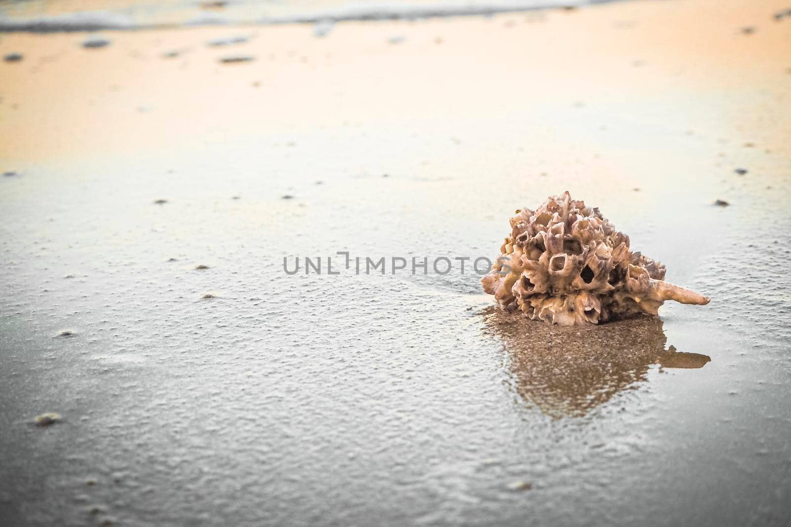 hermit crab Shell On Golden Beach abstract vacation travel adventure time.
