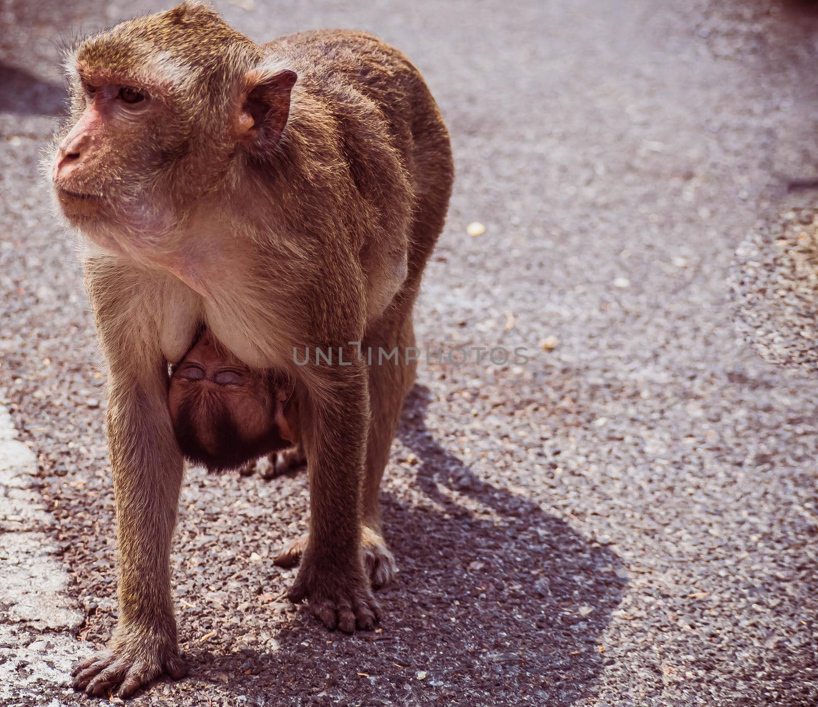 Mother and her baby monkey.  monkeys macaque in  Thailand, South east asia. happiness background concept. by Petrichor