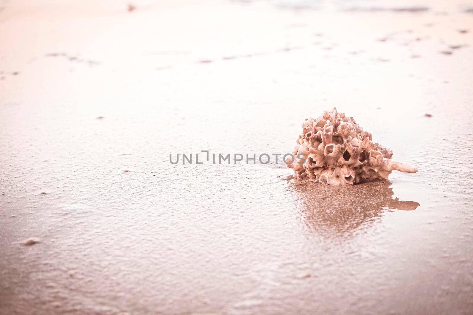 hermit crab Shell On Golden Beach abstract vacation travel adventure time.